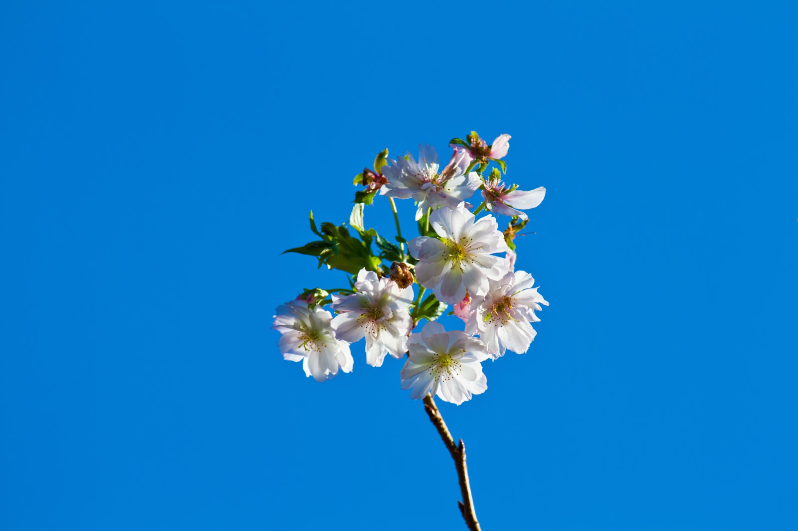 青空を背景に咲く十月桜
