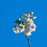 青空に咲く十月桜（ジュガツザクラ）の写真