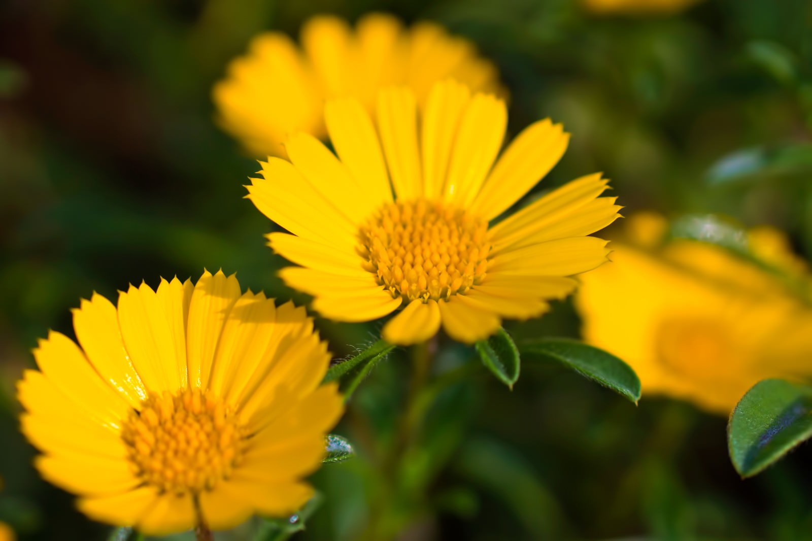 夏の庭に黄色く咲くキク科の花