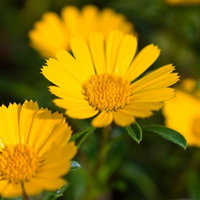 夏の庭に黄色く咲くキク科の花の写真