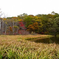 黄葉が始まった鏡池の秋景色の写真