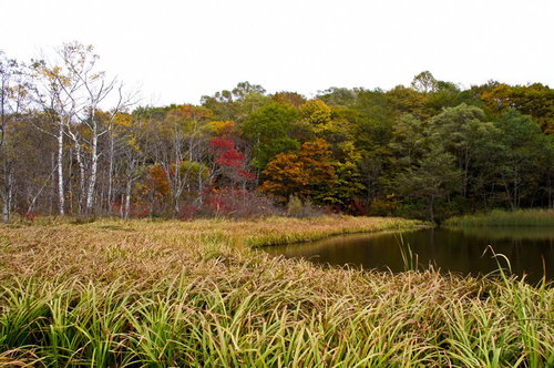 黄葉が始まった鏡池の秋景色