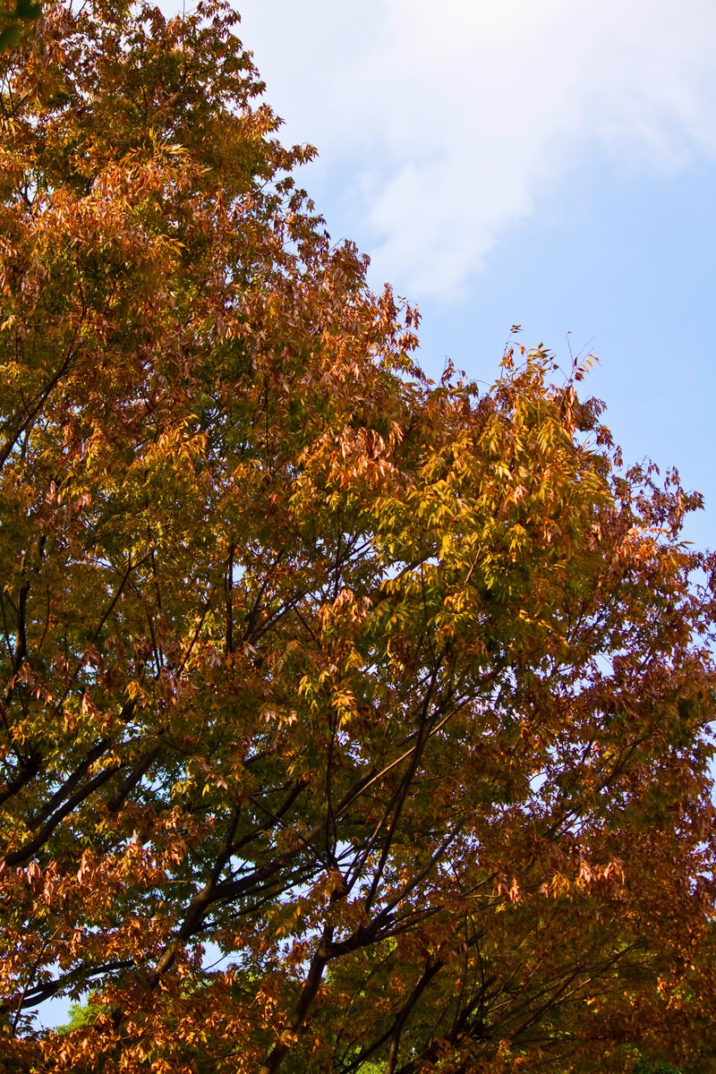 秋の木を真下から見上げた紅葉の写真
