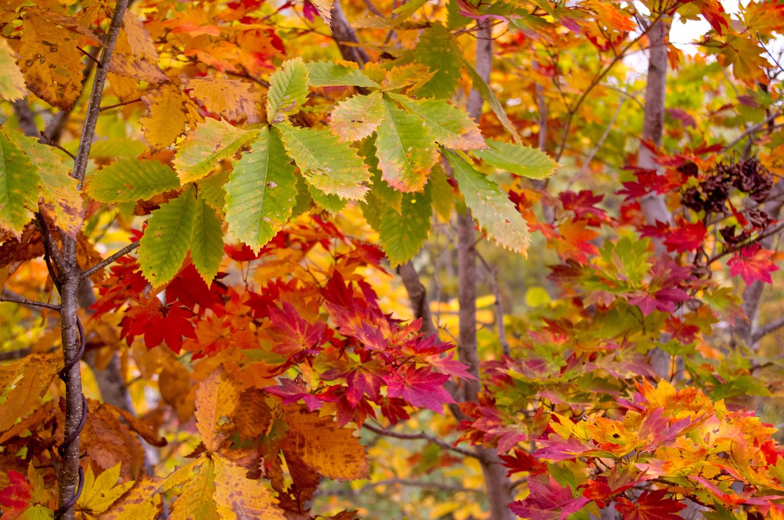 赤やオレンジに紅葉した木々