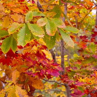 赤やオレンジに色づく黄葉した木々の写真