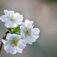 枝先に咲く白いジュガツザクラの花の写真