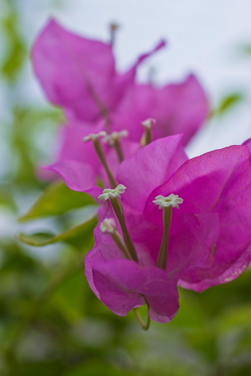 細い雄しべが伸びる紫色のミセスバットの花の接写
