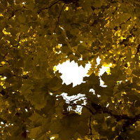 見上げた紅葉する楓の黄色い葉の写真