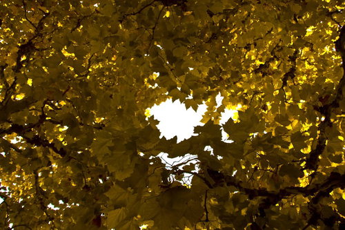 見上げた紅葉する楓の黄色い葉