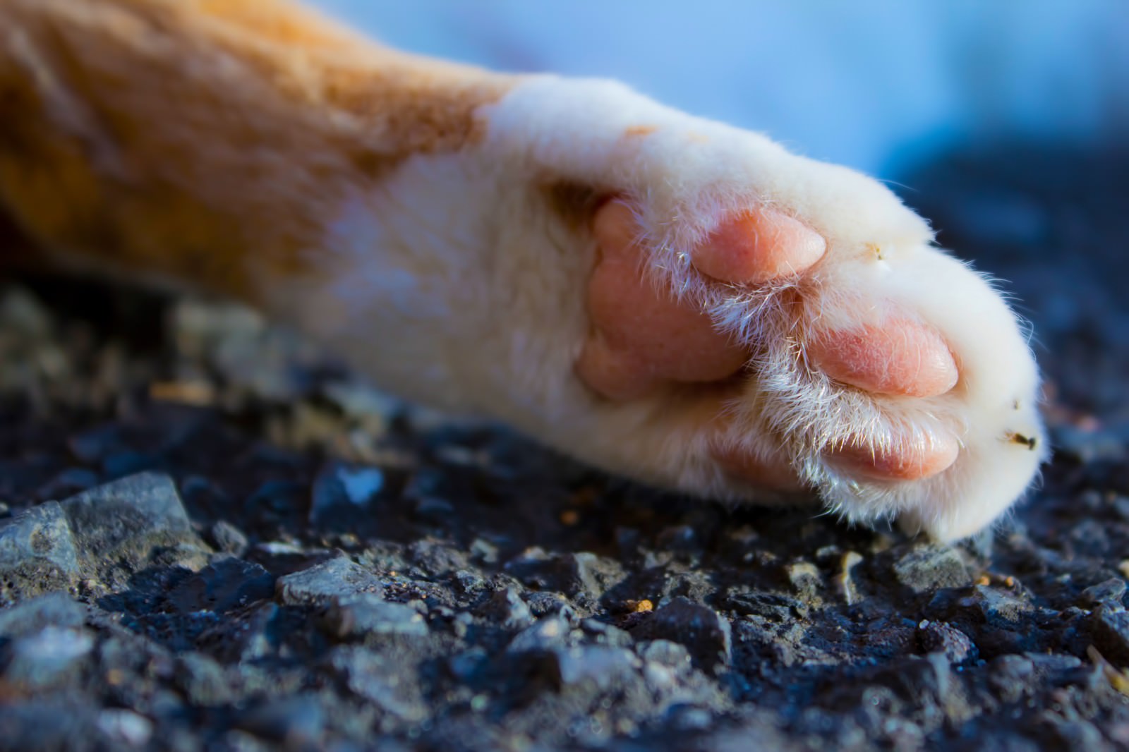 ピンク色の猫の肉球のアップ