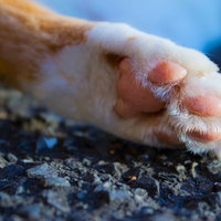 猫の肉球（猫の手）のアップの写真