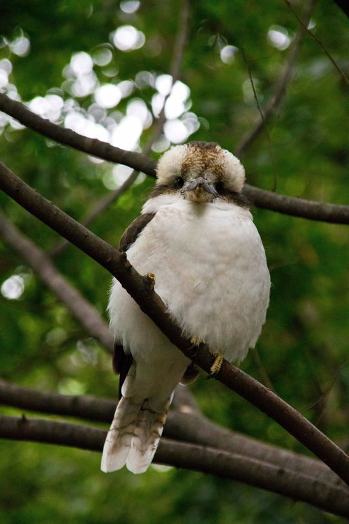 枝に止まるぬいぐるみのような小鳥