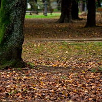 苔の生えた幹と落ち葉が敷き詰められた秋の公園の写真