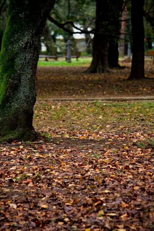 苔の生えた幹と落ち葉が敷き詰められた秋の公園