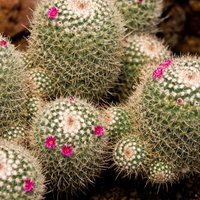 ピンクの花が咲いたサボテン（ボテン）の写真