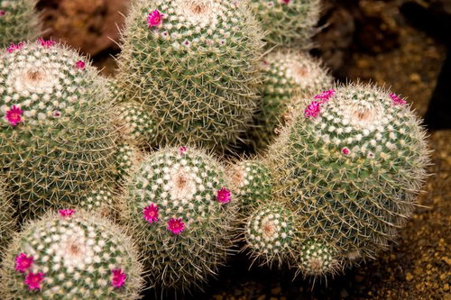 ピンクの花が咲いたサボテン（ボテン）