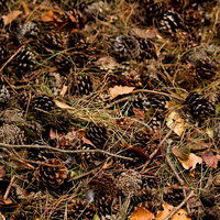 松の葉や枯れ草と一緒に地面に散らばった松ぼっくりの写真