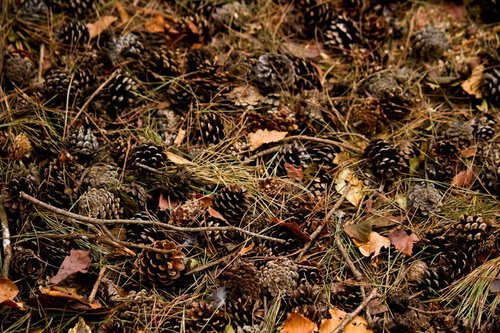 松の葉や枯れ草と一緒に地面に散らばった松ぼっくり