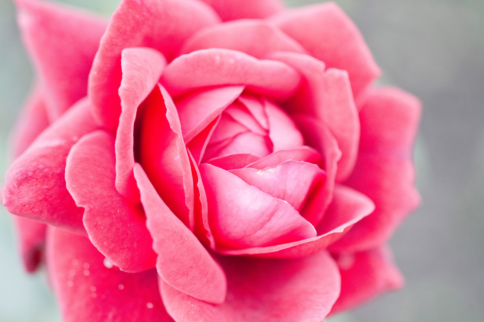 ピンクのバラ「ロミオ」の花