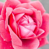 花びらが幾重にも重なるロミオ（薔薇）の写真