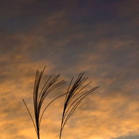 夕暮れの空に浮かぶすすきのシルエットの写真