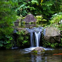 岩の間から水が流れ落ちる小さな池と赤い鯉の写真
