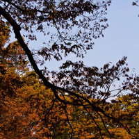 赤やオレンジに色づいた枝が青空に広がる黄葉し始めた木々の写真