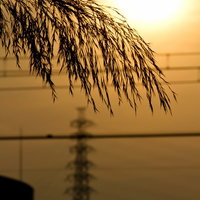 水辺に垂れ下がる枝のシルエットと逆光の夕焼けの写真