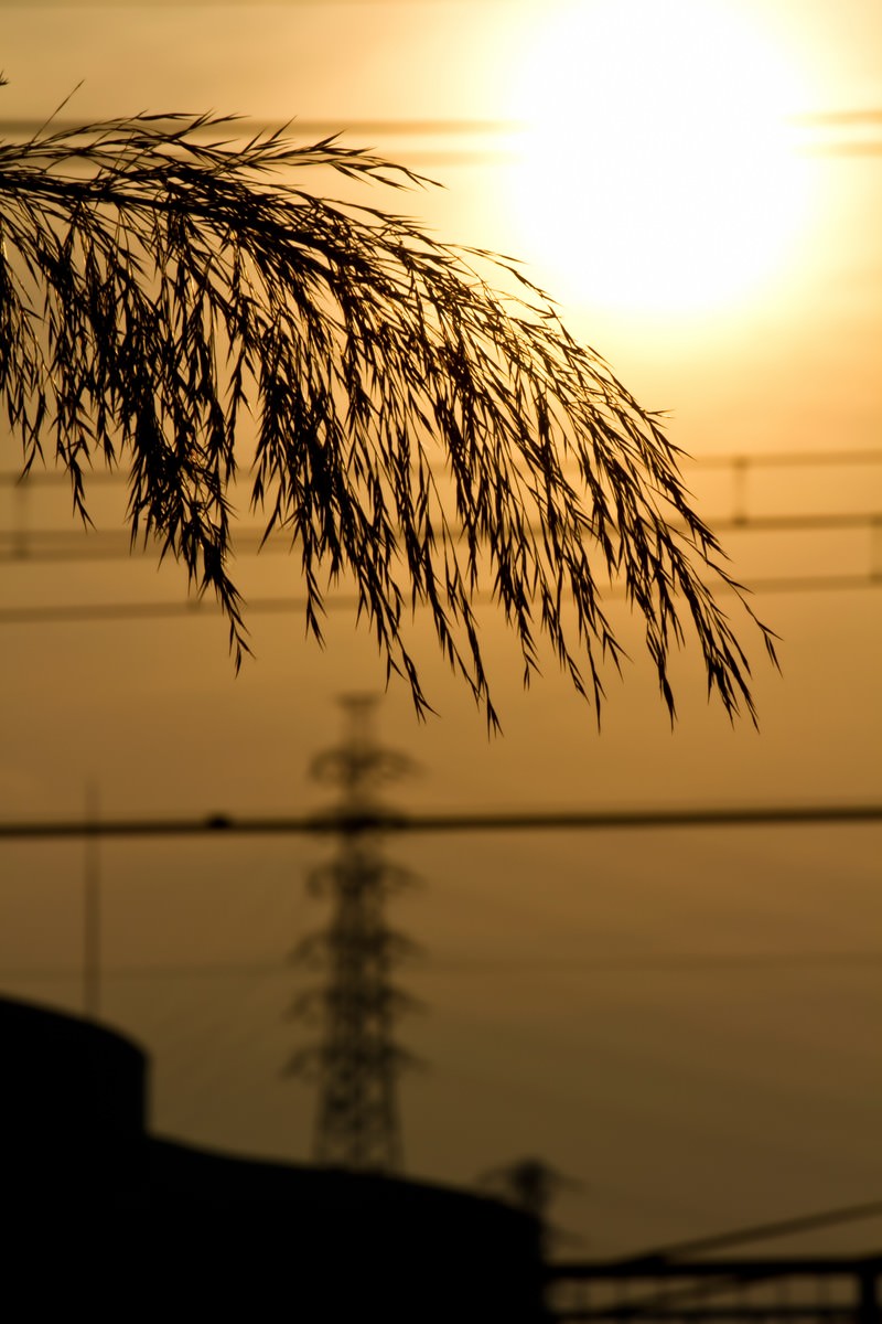 夕焼けの逆光に浮かぶ枝のシルエット
