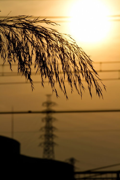 水辺に垂れ下がる枝のシルエットと逆光の夕焼け