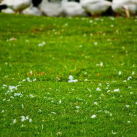 芝生の上の白い花と奥にぼけるアヒルの群れの写真