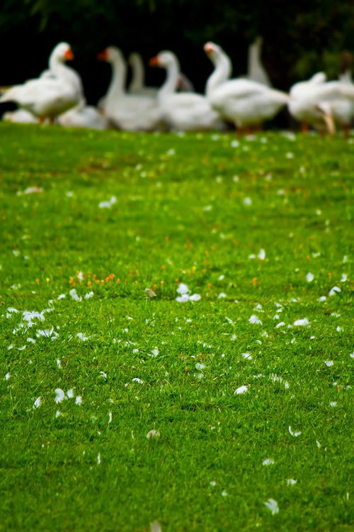 芝生の上の白い花と奥にぼけるアヒルの群れ
