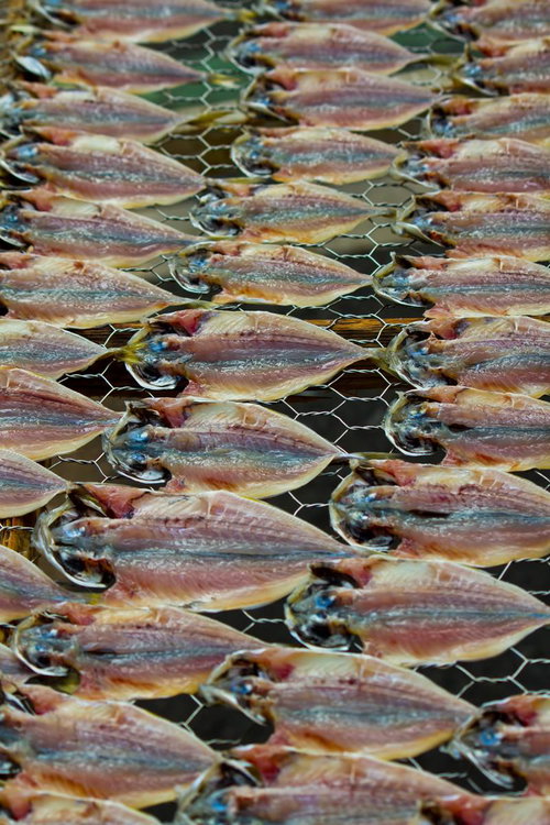 金網の上に整然と並ぶ天日干しのアジの開き