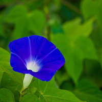 白から濃い青へグラデーションする一輪の朝顔の写真