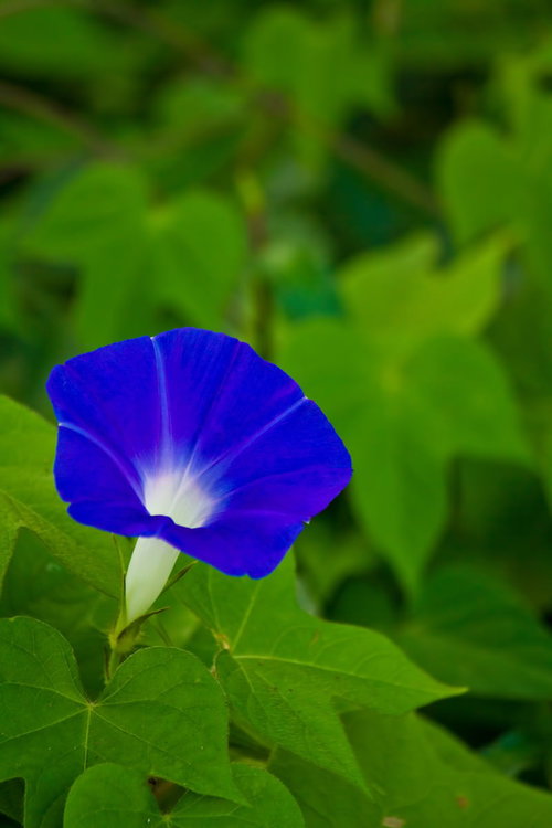 白から濃い青へグラデーションする一輪の朝顔
