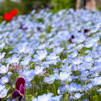 赤いチューリップが混じる一面に咲く青い小花の花壇の写真