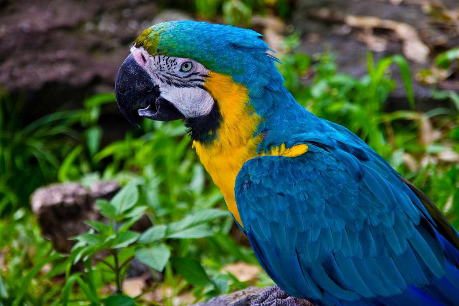 青い羽根のコンゴウインコのアップ