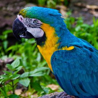 青い羽根のオウム・コンゴウインコのアップの写真