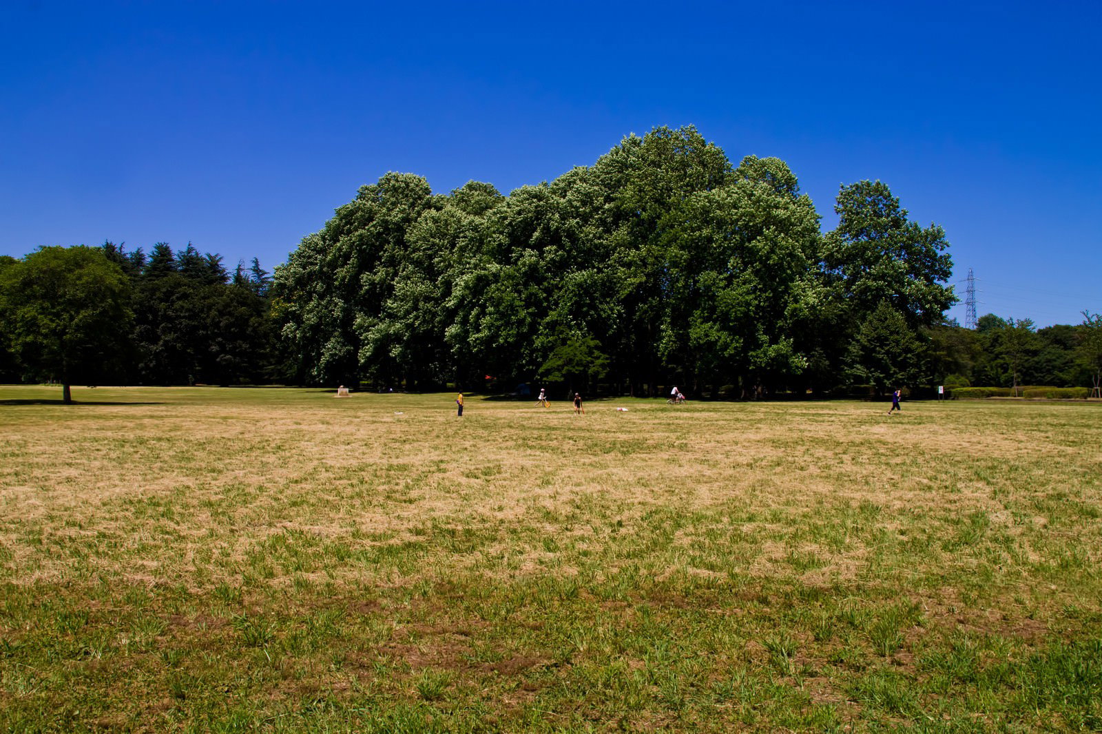 人が散らばる晴れた日の広い草地の公園と青空