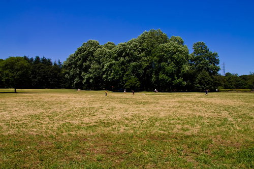 人が散らばる晴れた日の広い草地の公園と青空