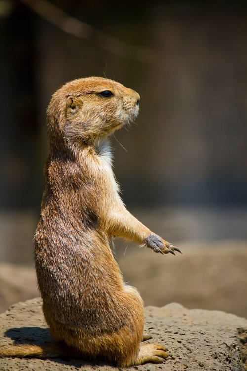 前足を胸に寄せて立ち上がるプレーリードッグ