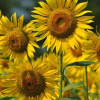 畑に咲く茶色と黄色の種が映えるひまわり群の写真