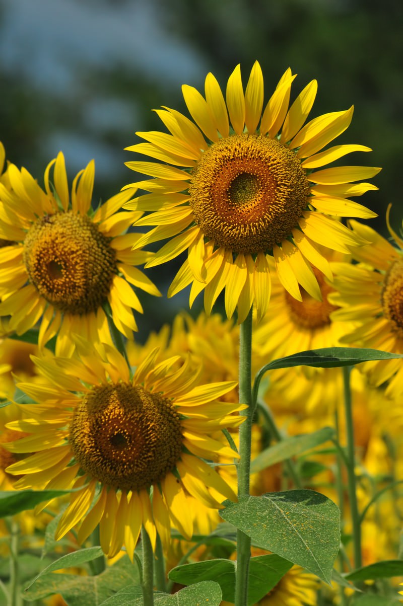 畑に咲くひまわり