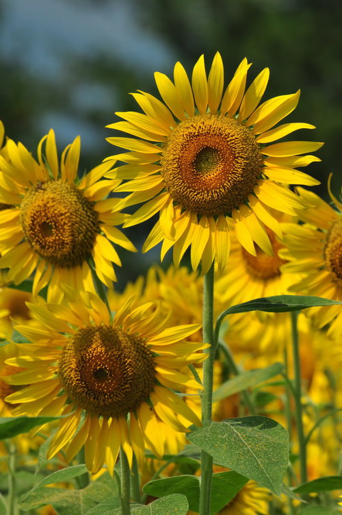 畑に咲く茶色と黄色の種が映えるひまわり群