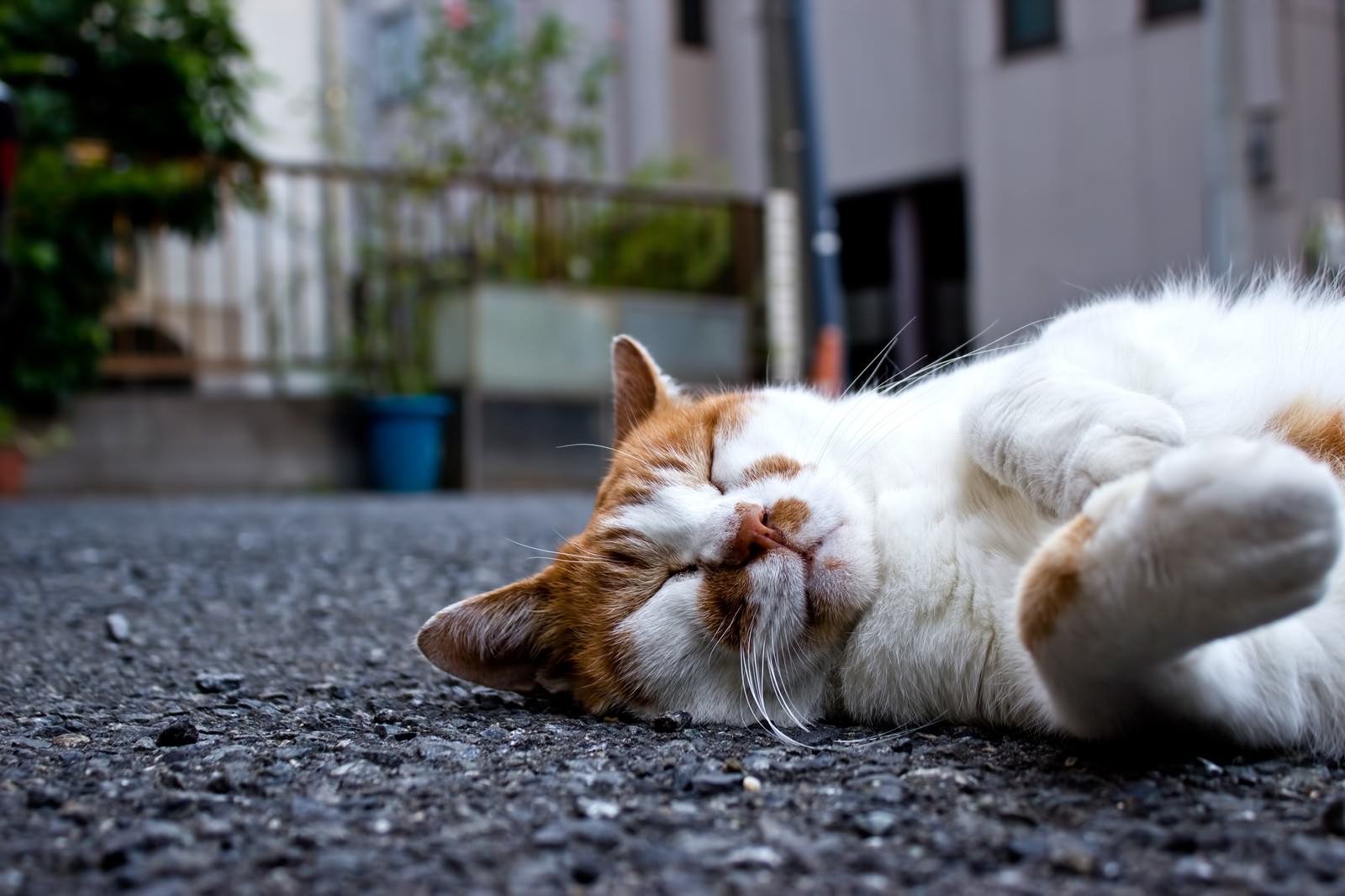 路地で前足を上げて爆睡する猫
