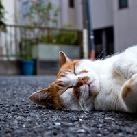 路地で前足を上げて横たわる爆睡している猫の写真