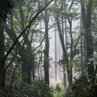霧と光が差し込む靄がかかった樹海の幹と枝の写真