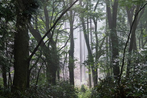 霧と光が差し込む靄がかかった樹海の幹と枝