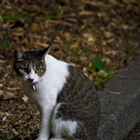 枯れ葉が積もる道端で口を開ける白茶の縞模様の猫の写真