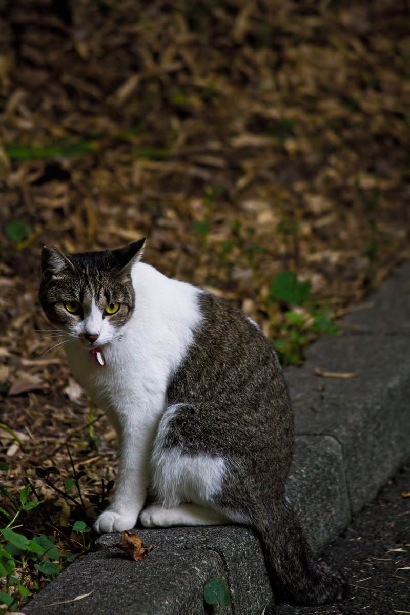 枯れ葉の道端で口を開けて座る縞模様の猫